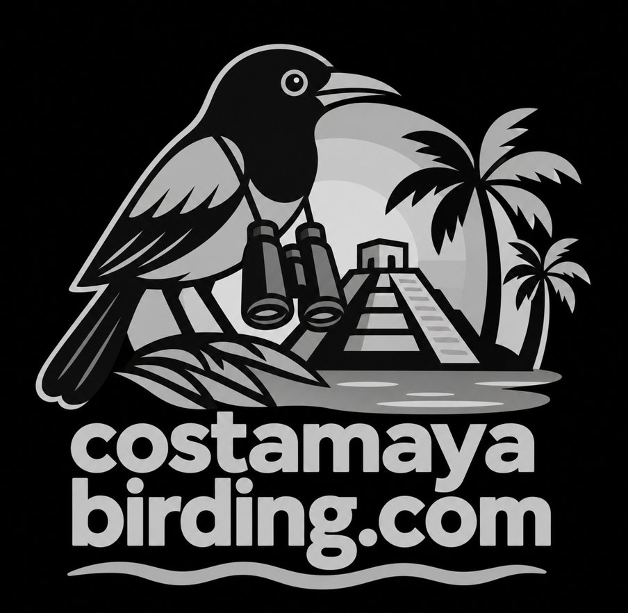 Costa Maya Birding